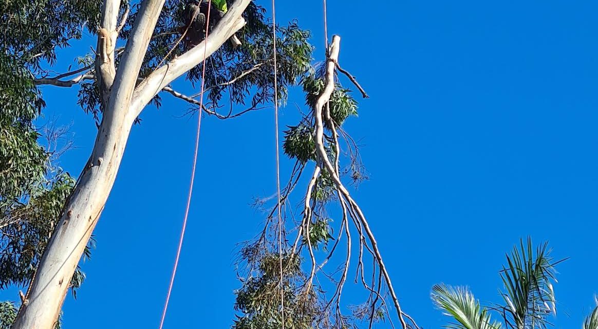 Tree Pruning Service Ballina: Expert Care by Cater’s Tree Care