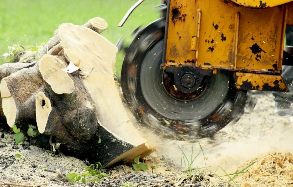Stump Grinding Service Ballina: Removing Unsightly Stumps with Precision and Expertise