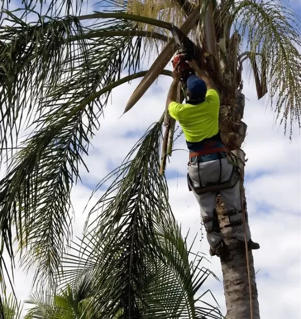 Expert Tree Pruning Service in Bangalow: Nurturing Healthy and Beautiful Trees