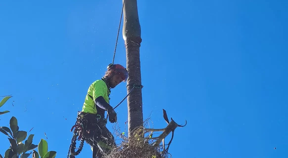 Professional Tree Removal Service in Bangalow: Enhancing Safety and Aesthetics