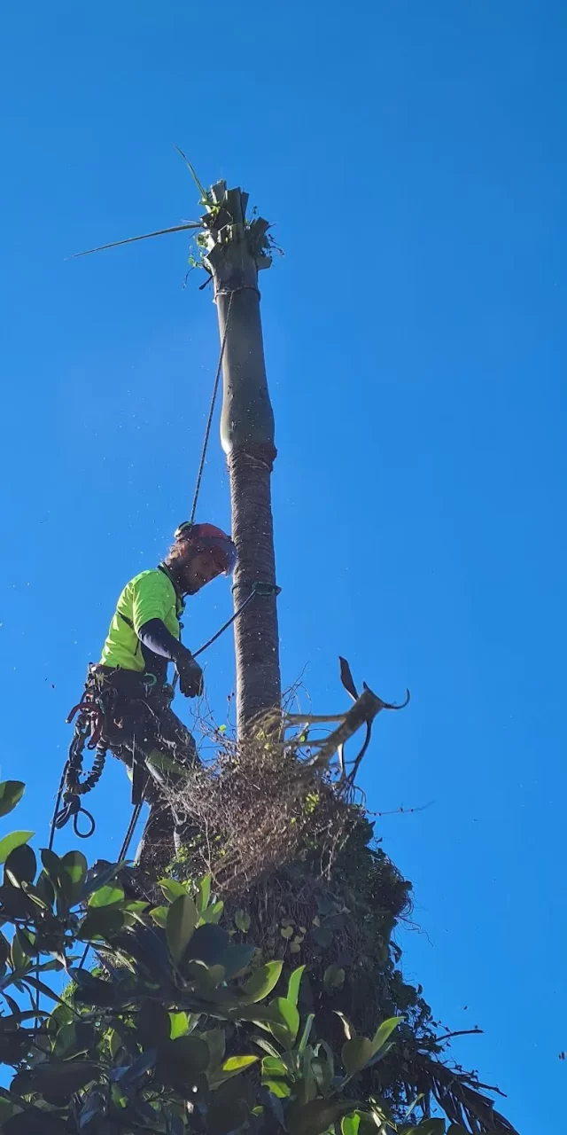tree removal services bangalow