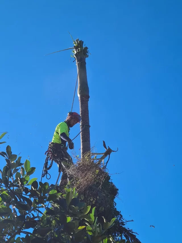 stump grinding services mullumbimby