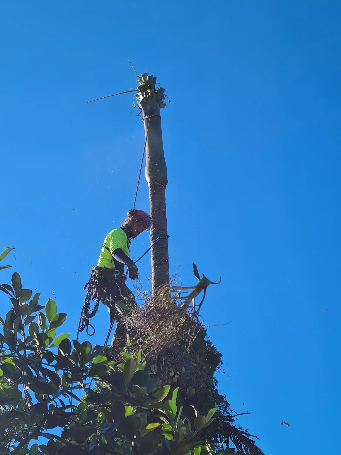 tree removal services bangalow