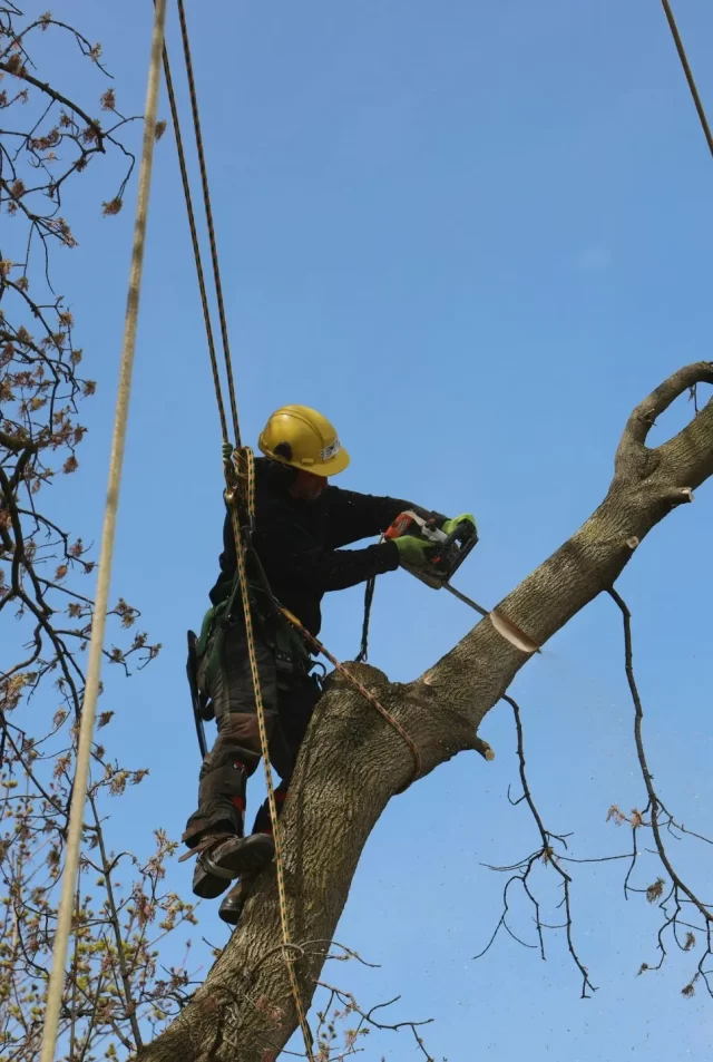 arborist services byron bay