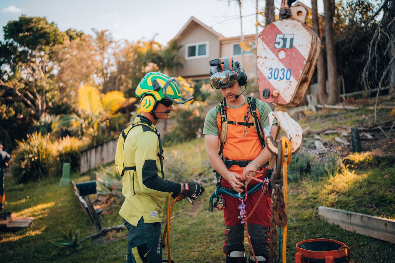 professional tree removal service bangalow
