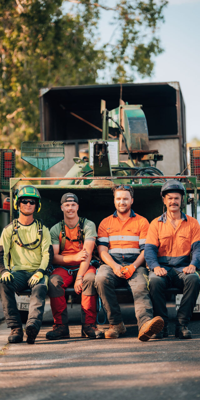 CATERSTREES-077 tree pruning service mullumbimby