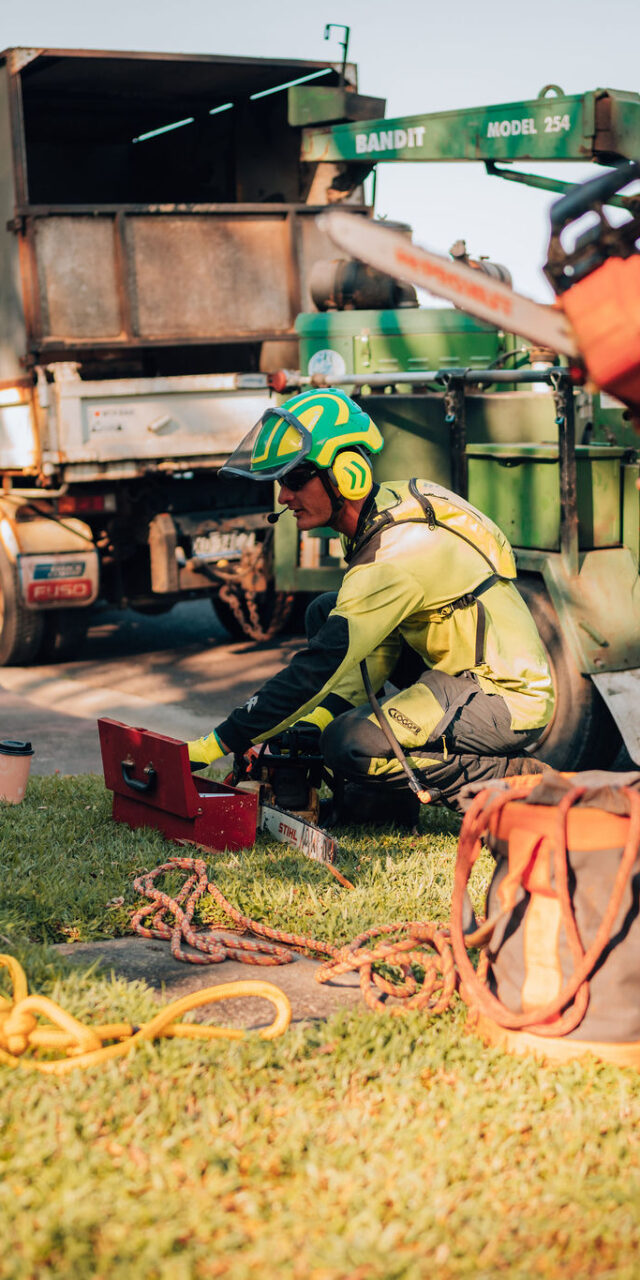 tree removal caters tree care removal service