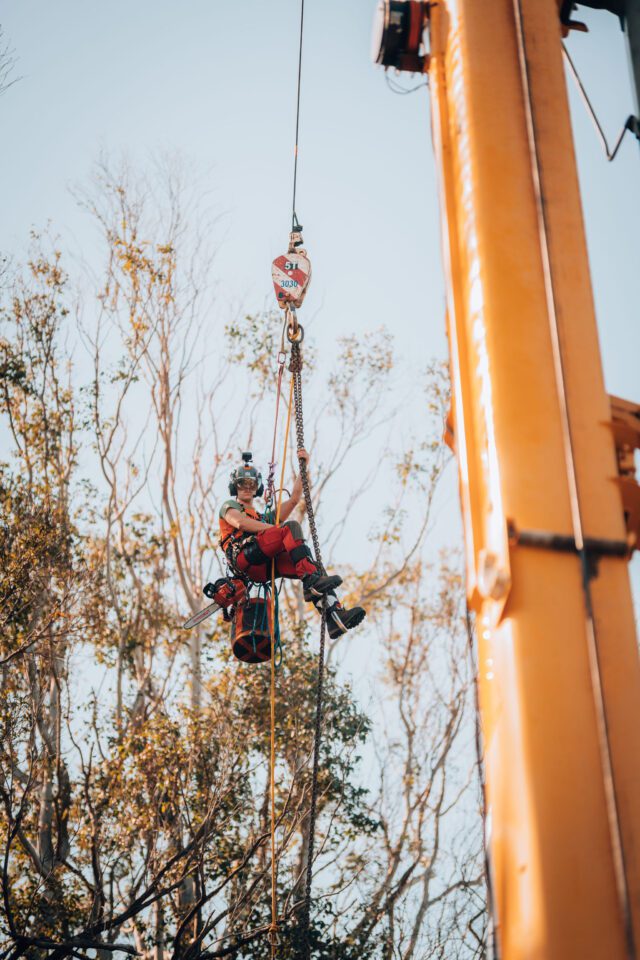 expert tree climbing arborist