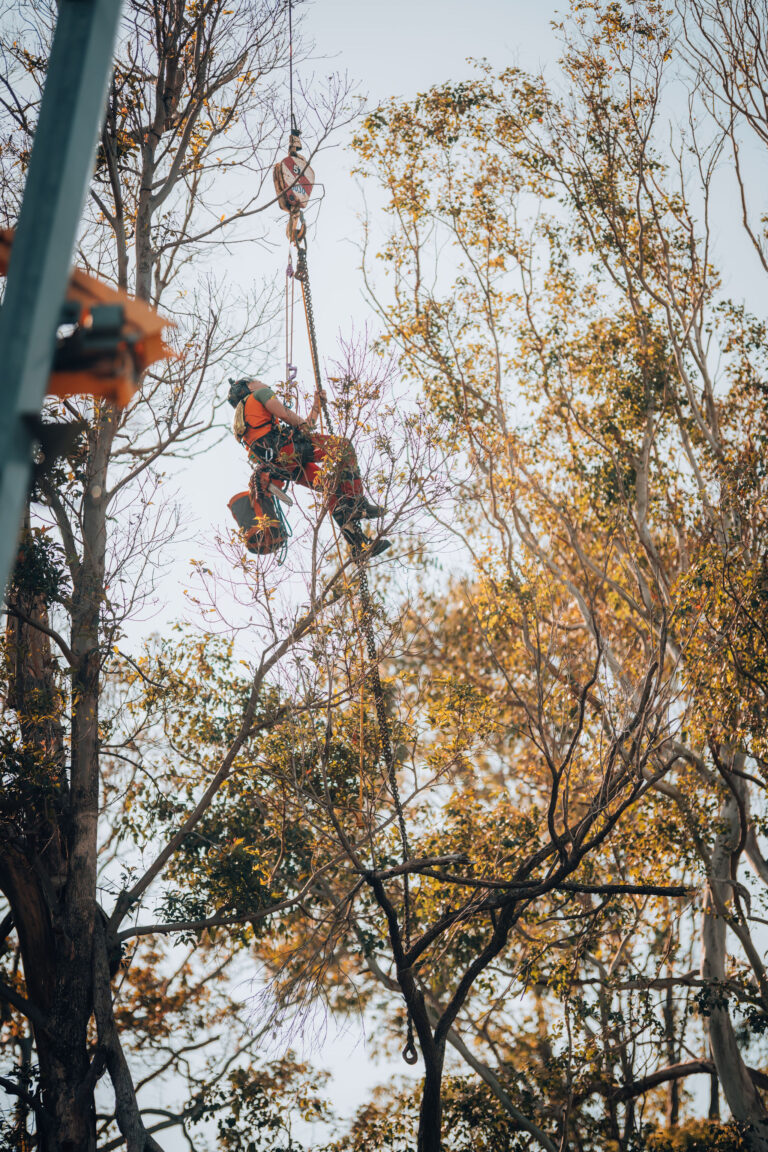 CATERSTREES-198 tree pruning service mullumbimby
