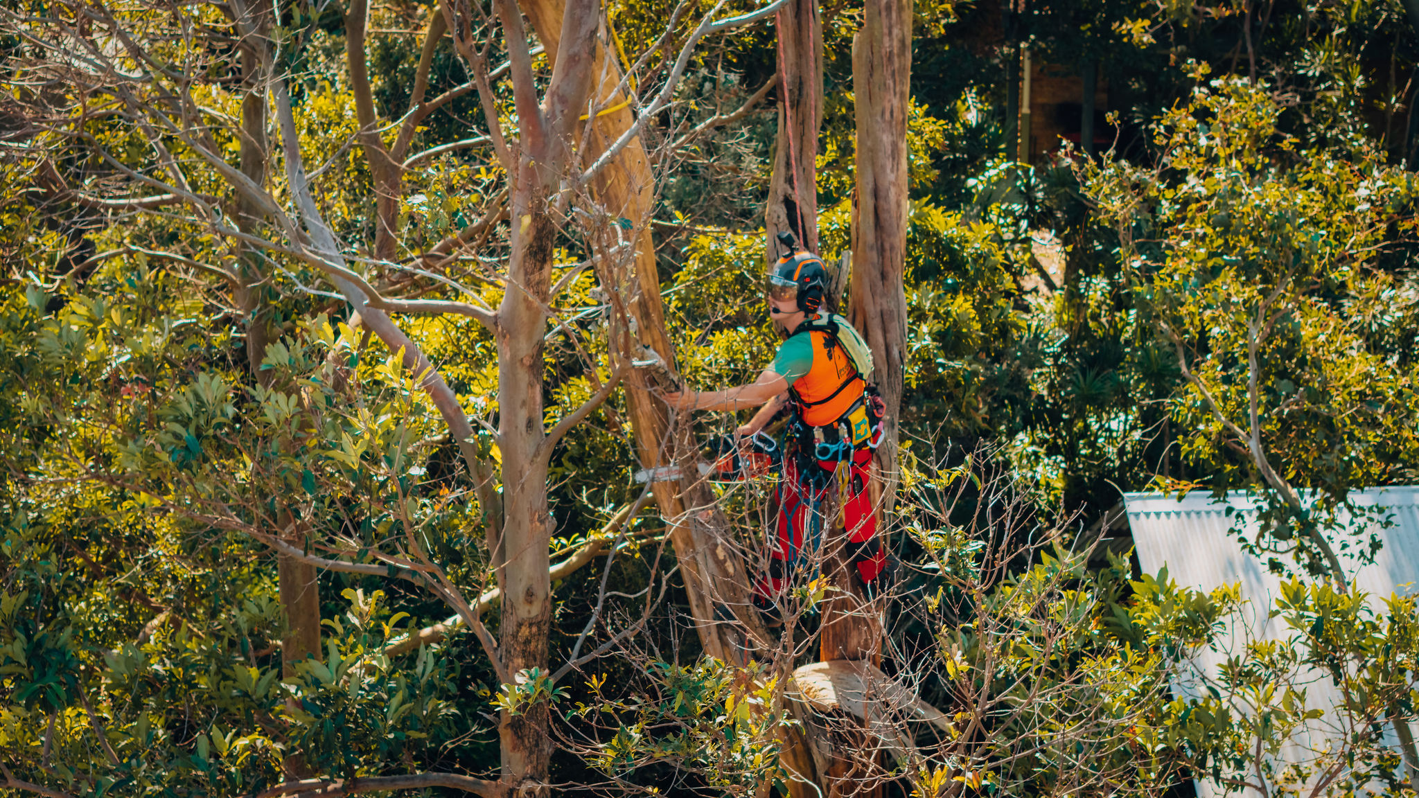 Tree Pruning Services in Bangalow