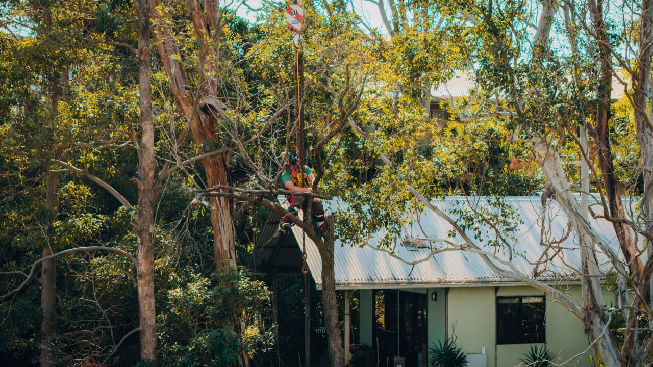 tree removal services ballina